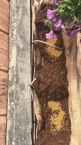 4.3K views · 166 reactions | Nathan Campbell, owner of Danville Gardens, teaches you how easy it is to plant fabulous window boxes and upkeep them with a watering system. | Danville Gardens | Facebook