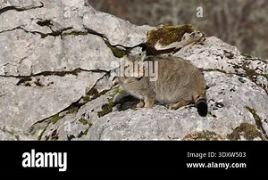Adult male European Wildcat in the first light of a very cold winter day in its territory within a mountainous area with large rocky areas and in an Atlantic forest in northern Spain