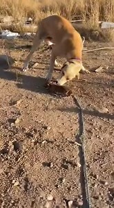 1M views · 4K reactions | The moment the rope fell, everyone expected...