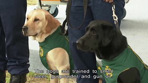 5.4K views · 173 reactions | Dogs are helping Hong Kong's Customs Department sniff out guns. | HOY International Business Channel | Facebook