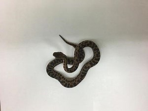 Stimson & Spotted Pythons