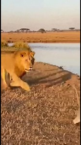 42M views · 758K reactions | Elefante salva macaco do leão! Elefante salva macaco do leão! #fblifestyle #AI Generated using Kling AI . . . (Apenas para fins de entretenimento. Consulte profissionais se forem apresentadas orientações sobre atividades. Nenhuma afiliação a marcas está implícita se alguma for mostrada. Se inspirado em fatos reais, podem ser incluídas adaptações criativas. O conteúdo pode incluir imagens públicas.) | Fabiosa Fitness Portugal | Facebook