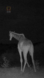 5.7K views · 109 reactions | Have You Ever Seen A Giraffe Lie Down...