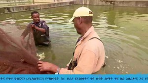 2.4K views · 188 reactions | Ministry of Agriculture - Ethiopia on Reels | Facebook