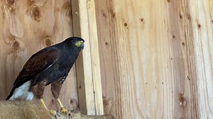 Training naked :) We have put together a fun little project with our new Harris's Hawk. We are using the constructional approach that we have used previously with the ornate hawk eagle training without any equipment and progressive diet management. We use careful attention to the slightest avoidance responses. Here he is showing curiosity and interest to our approach without any food present! We had a lively conversation during our Live Q&A in the Avian Behavior Lab today talking about this guy 