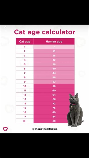 Happy 28th birthday Barney 🎂 #fyp #catsoftiktok