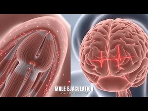 The Science of Male Ejaculation: Why It's More Than Just 'Shooting Your Shot'