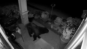 17K views · 129 reactions | THIS BEAR!!  Jim Wold lives on a green belt in Snohomish County. He says he sees coyotes and rabbits, but a bear surprised him. Jim believes the bear was trying to get his hummingbird feeder. | FOX 13 Seattle | Facebook