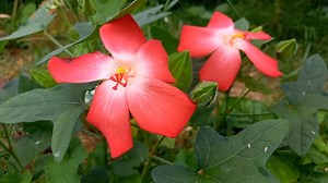 Flor, Pétalos