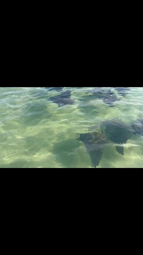 2.3K views · 166 reactions | Lots of marine life at the beach lately. Saw tons of fish, jellyfish, a small shark, and these cownose rays. | Allen Strum | Facebook