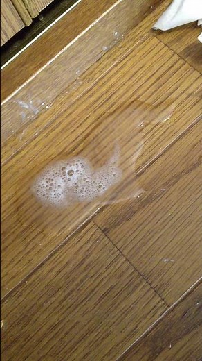 【寄生虫注意】猫回虫