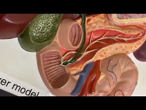 Flat liver model ap2
