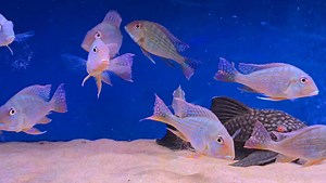 Geophagus altifrons and a nice chunky L330 👌 | Pier Aquatics