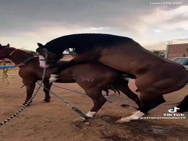 Horses breeding