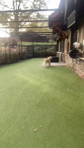 Charlotte, Stella and George | Laurel Oak Farm Kennel | Facebook