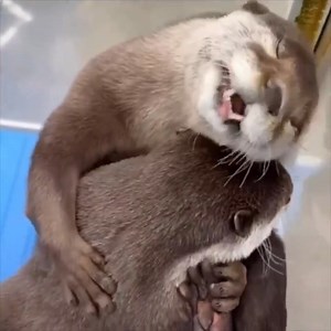 71 reactions | We all need a hug sometimes..  #otter #otters #animalvideos #cute PayPal for donate: https://www.paypal.com/donate/?hosted_button_id=E88MY4RF5CXNU Thanks! | Animals Videos | Facebook