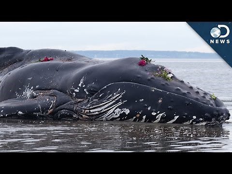 Why Do Whales Beach Themselves?
