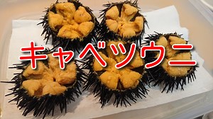 【新名産品】神奈川県小田原市のキャベツウニのご紹介!! | TAKA@FISH×HUNTER～お魚クック～