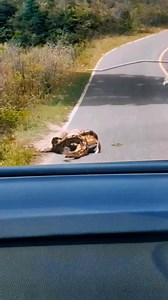 12K views · 107 reactions | An antelope escaped death from a giant python when it was squeezed on the road | Habilidades de supervivencia forestal | Facebook