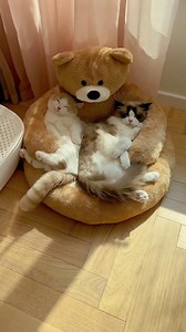 9.2K views · 546 reactions | I need this in adult size | Animal and Nature Lovers | Facebook