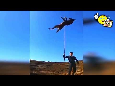 Top 10 Highest Jumping Dogs Competition World Record Dog Jumps Ultimate Animal Compilation