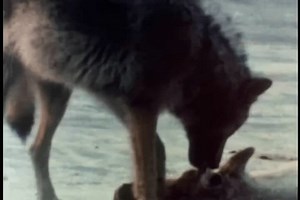 Wolf Eating Caribou Carcass 1970s Stock Footage Video (100% Royalty-free) 3478427227 | Shutterstock
