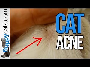 Cat Zits & Acne: Feline Chin Acne | Black Specks Under Chin