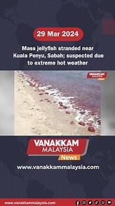 Mass jellyfish stranded near Kuala Penyu, Sabah; suspected due to extreme hot weather #latest #vanakkammalaysia #Mass #jellyfish #stranded #near #KualaPenyu #Sabah #suspected #due #extreme #hot #weather #trendingnewsmalaysia #malaysiatamilnews #fyp #vmnews #foryoupage | Vanakkam Malaysia