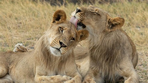 Big Cats 24/7 - Series 2: 1. Change Is Coming - Audio Described