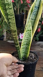 858K views · 3.8K reactions | Snake plant Propagation  #snakeplant #facebookviral #garden #plants #reels #trendingreel #trendingreelsvideo #facebookviral #facebookreels #viralreels | Gardening Ideas | Facebook