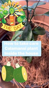 How to take care Calamansi / Calamondin plant inside the house #calamansi | Pana Derya Pinoy