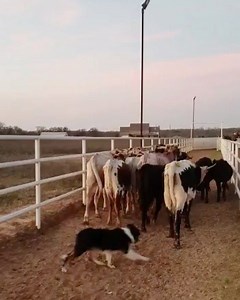 1.5K views · 62 reactions | Ajudante de lida no @vieiraranch1 Boder Collie treinado pelo amigo Maycon @mourastockdogs no #sistemacarcanhar | Old Bull | Facebook