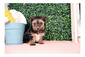 Morkie / Yorktese for Sale | Puppies | Pawrade.com