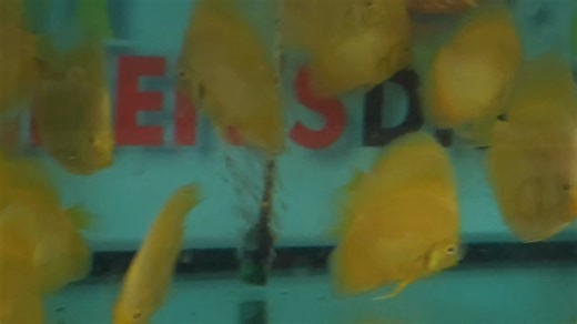 Young albino pearl diamonds | Chens Discus UK