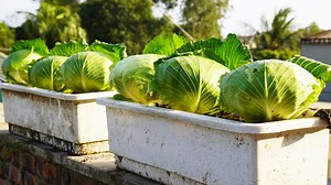 3.6K views · 18 reactions | How To Grow Cabbage In Pots, Simple, Easy To Grow, Quick To Harvest Without A Garden | H&H Gardening World | Facebook
