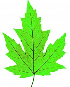 Maple Leaf Identification - Garden Guides