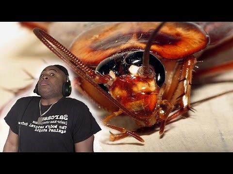 Scared Man VS Giant Flying CockRoach....MAN I NEED TO MOVE!!!