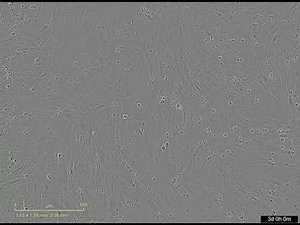 C2C12 Cell differentiation