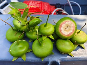 Buah berembang atau pedada boleh digunakan Untuk aktiviti harian seperti membasuh Ikan Sungai bagi menghilangkan lendir Dan hanyir...Saksikan cara membasuhkan Ikan menggunakan buah ini.🤗🌳😅 | River Cruise Teluk Intan