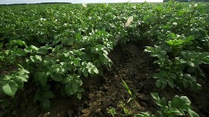 Potato Growing Organic Farm Green Potato: vídeo stock (100% livre de direitos) 1037301005 | Shutterstock