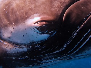 Staring contest 👁️ GoPro Subscriber Joaquin Fregoni was approached by one of the largest creatures on the planet went eye-to-eye in this $1,000 clip. Thanks for submitting to the “Get Wet, Get Paid” challenge at GoPro.com/Awards. #FunFact: An adult humpback whale can weigh up to 80,000lbs—roughly the same as 20 automobiles 🤯 | GoPro