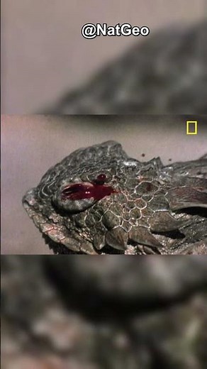 The Lizard That Shoots Blood from Its Eyes 🦎