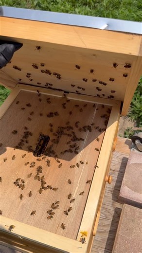 Bee inspection today! #bees #farm #countrylife #country #farm #rurallife #farmkids | Polmateer Farm