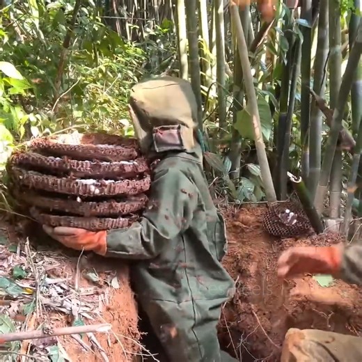 Biggest Underground Hornet Nest!.. The Thrilling Journey to Unearth a Giant Hornet Nest! | Bees Reels