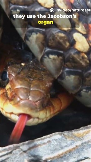 A Scent for Love: How Pythons Track Down Their Mates