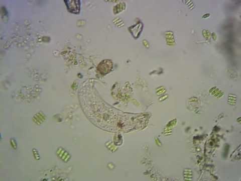 水の中の微生物⑪ お手持ちの顕微鏡の拡大画像をパソコンで撮影・保存