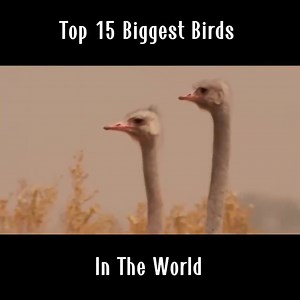 2.4K views · 61 reactions | Top 15 Biggest Birds In The World | Extra Alien | Facebook