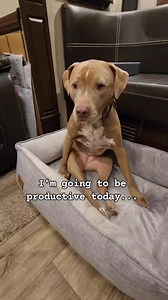 This is hard work! #sleepydog #lazydog #doglife #pitbulllife #pitbulllove #dogadventures #travelpawsrepeat | Travel.Paws.Repeat