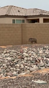 126K views · 1.6K reactions | Who let the javelinas out? Las Vegan Victor Reyes, in Casa Grande, AZ, spotting wildlife on the loose. | Kevin Janison | Facebook