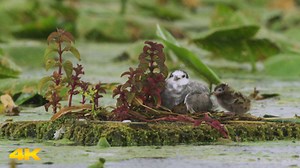 Bird Mother Black Tern Protects Her Hatchlings from Rain #nature #bird #wildlife #rain #blacktern Video ID: HA73631 #hatchling #pond #birdbaby #babybird #smallbird #birdinrain #nature #bird #wildlife #rain #blacktern | HAWI Studios